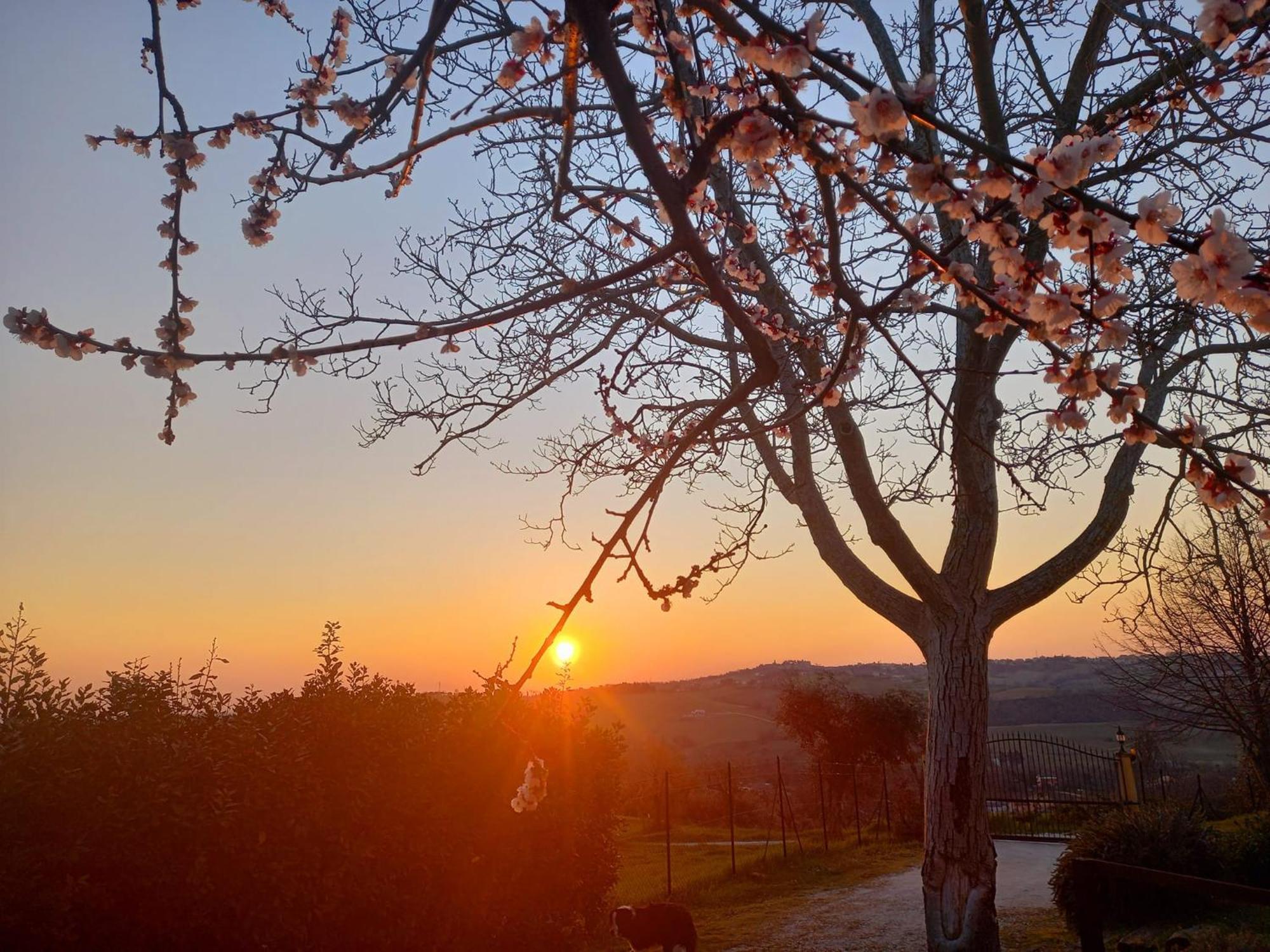 Il Casale Di Aurora Country House Colmurano エクステリア 写真