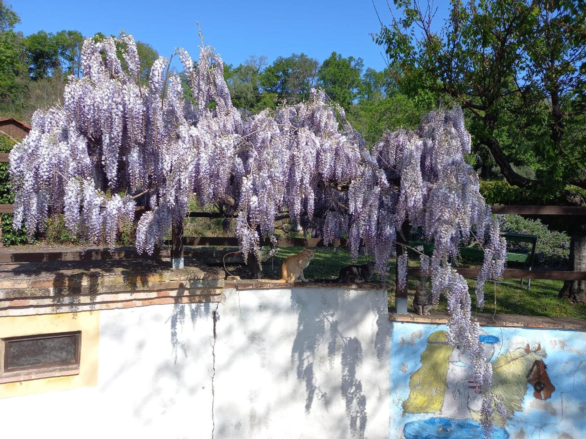 Il Casale Di Aurora Country House Colmurano エクステリア 写真